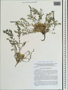 Astragalus dolichophyllus Pall., Crimea (KRYM) (Russia)