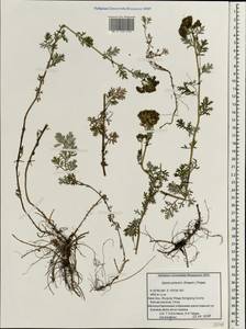 Ajania potaninii (Krasch.) Poljakov, South Asia, South Asia (Asia outside ex-Soviet states and Mongolia) (ASIA) (China)