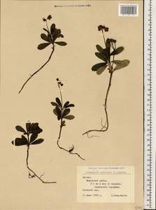 Chimaphila umbellata (L.) W. P. C. Barton, Eastern Europe, Latvia (E2b) (Latvia)