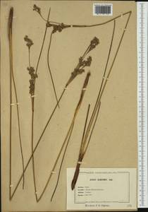 Juncus maritimus Lam., Western Europe (EUR) (Belgium)