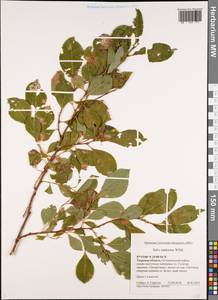 Salix starkeana Willd., Eastern Europe, North-Western region (E2) (Russia)