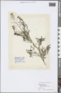 Descurainia sophia (L.) Webb ex Prantl, Eastern Europe, Central region (E4) (Russia)