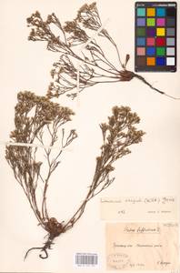 Limonium bellidifolium (Gouan) Dumort., Eastern Europe, Eastern region (E10) (Russia)