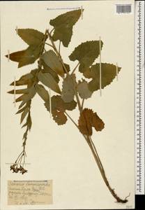 Caucasalia parviflora (M. Bieb.) B. Nord., Caucasus, Stavropol Krai, Karachay-Cherkessia & Kabardino-Balkaria (K1b) (Russia)