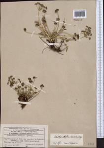 Schulzia albiflora (Kar. & Kir.) Popov, Middle Asia, Dzungarian Alatau & Tarbagatai (M5) (Kazakhstan)