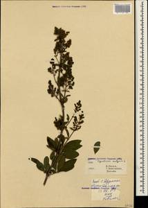 Ligustrum vulgare L., Crimea (KRYM) (Russia)