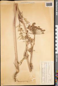 Seseli libanotis (L.) W.D.J.Koch, Siberia, Western (Kazakhstan) Altai Mountains (S2a) (Kazakhstan)