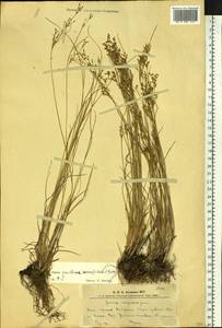 Juncus gracillimus (Buchenau) V.I.Krecz. & Gontsch., Siberia, Altai & Sayany Mountains (S2) (Russia)