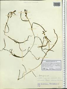 Sparganium hyperboreum Laest. ex Beurl., Siberia, Yakutia (S5) (Russia)