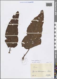 Rumex aquaticus L., Eastern Europe, Central forest-and-steppe region (E6) (Russia)