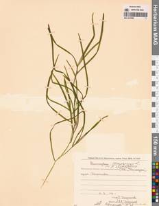Potamogeton compressus L., Siberia, Chukotka & Kamchatka (S7) (Russia)