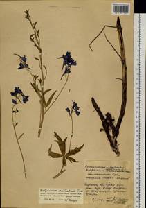 Delphinium cheilanthum Fisch. ex DC., Siberia, Baikal & Transbaikal region (S4) (Russia)