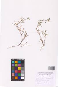 Medicago orthoceras (Kar. & Kir.) Trautv., Eastern Europe, Lower Volga region (E9) (Russia)
