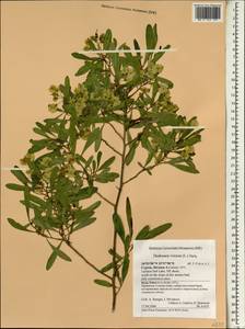 Dodonaea viscosa, South Asia, South Asia (Asia outside ex-Soviet states and Mongolia) (ASIA) (Cyprus)