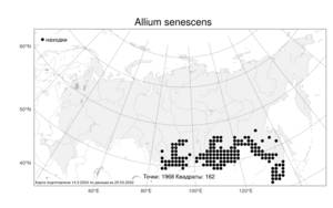 Allium senescens L., Atlas of the Russian Flora (FLORUS) (Russia)