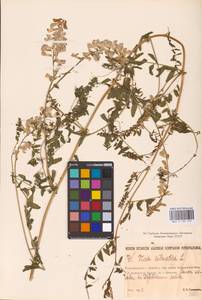 Vicia sylvatica L., Eastern Europe, North-Western region (E2) (Russia)