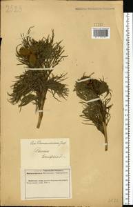 Paeonia tenuifolia L., Eastern Europe, Central forest-and-steppe region (E6) (Russia)
