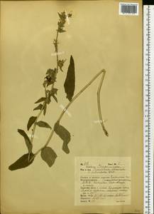 Campanula glomerata subsp. speciosa (Hornem. ex Spreng.) Domin, Siberia, Russian Far East (S6) (Russia)