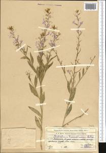 Malcolmia turkestanica Litv., Middle Asia, Northern & Central Tian Shan (M4) (Kazakhstan)