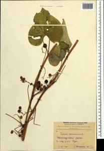 Dioscorea communis (L.) Caddick & Wilkin, Caucasus, Armenia (K5) (Armenia)