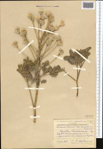 Leontice leontopetalum subsp. ewersmannii (Bunge) Coode, Middle Asia, Syr-Darian deserts & Kyzylkum (M7) (Kazakhstan)