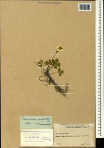 Ranunculus crassifolius (Rupr.) Grossh., Caucasus, South Ossetia (K4b) (South Ossetia)