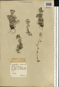 Gnaphalium uliginosum L., Eastern Europe, Central forest-and-steppe region (E6) (Russia)