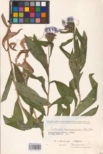 Centaurea maramarosiensis (Jáv.) Czerep., Eastern Europe, West Ukrainian region (E13) (Ukraine)