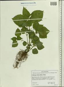 Galinsoga quadriradiata Ruiz & Pav., Eastern Europe, Central forest region (E5) (Russia)