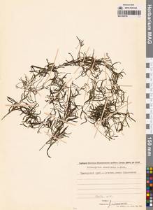 Potamogeton maackianus A.Benn., Siberia, Russian Far East (S6) (Russia)