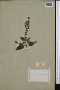 Scutellaria altissima L., Botanic gardens and arboreta (GARD) (Not classified)