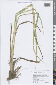Scirpus sylvaticus L., Siberia, Baikal & Transbaikal region (S4) (Russia)