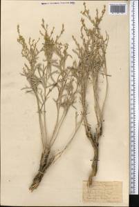 Artemisia juncea Kar. & Kir., Middle Asia, Karakum (M6) (Turkmenistan)