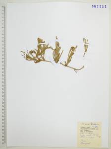 Diphasiastrum alpinum (L.) Holub, Siberia, Russian Far East (S6) (Russia)