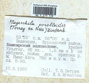 Plagiochila porelloides (Torr. ex Nees) Lindenb., Bryophytes, Bryophytes - South Urals (B14) (Russia)