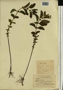 Mentha arvensis L., Eastern Europe, Lower Volga region (E9) (Russia)