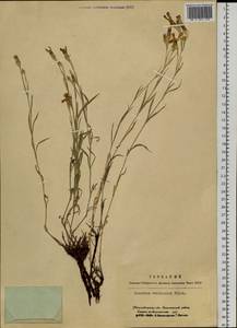 Dianthus chinensis L., Siberia, Western Siberia (S1) (Russia)