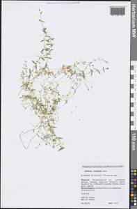 Stellaria crassifolia Ehrh., Siberia, Baikal & Transbaikal region (S4) (Russia)