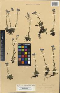 Myosotis alpestris subsp. alpestris, Caucasus, South Ossetia (K4b) (South Ossetia)