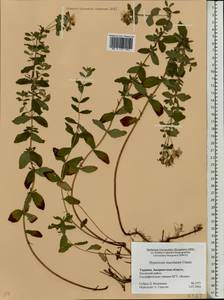 Hypericum maculatum, Eastern Europe, West Ukrainian region (E13) (Ukraine)