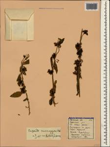 Cuscuta monogyna Vahl, Crimea (KRYM) (Russia)