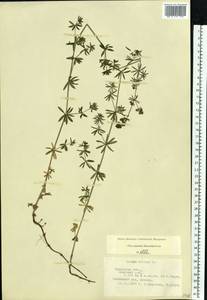 Galium mollugo L., Eastern Europe, Central region (E4) (Russia)