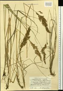 Achnatherum calamagrostis (L.) P.Beauv., Siberia, Russian Far East (S6) (Russia)