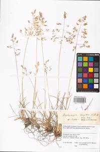 Deschampsia cespitosa (L.) P.Beauv., Siberia, Western Siberia (S1) (Russia)