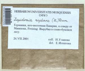 Lepidozia reptans (L.) Dumort., Bryophytes, Bryophytes - Western Europe (BEu) (Germany)
