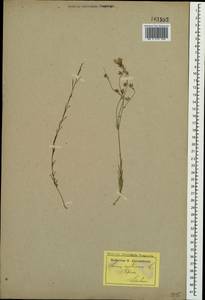 Linum austriacum L., Crimea (KRYM) (Russia)