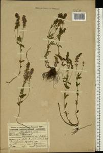 Veronica teucrium L., Eastern Europe, Central forest-and-steppe region (E6) (Russia)