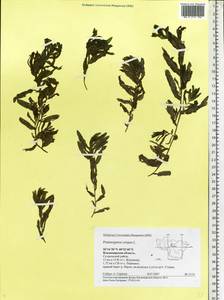 Potamogeton crispus L., Eastern Europe, Central region (E4) (Russia)