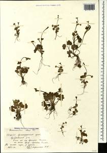 Ranunculus chius DC., Caucasus, Krasnodar Krai & Adygea (K1a) (Russia)