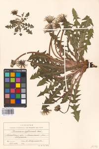Taraxacum officinale Weber ex F. H. Wigg., Eastern Europe, Moscow region (E4a) (Russia)